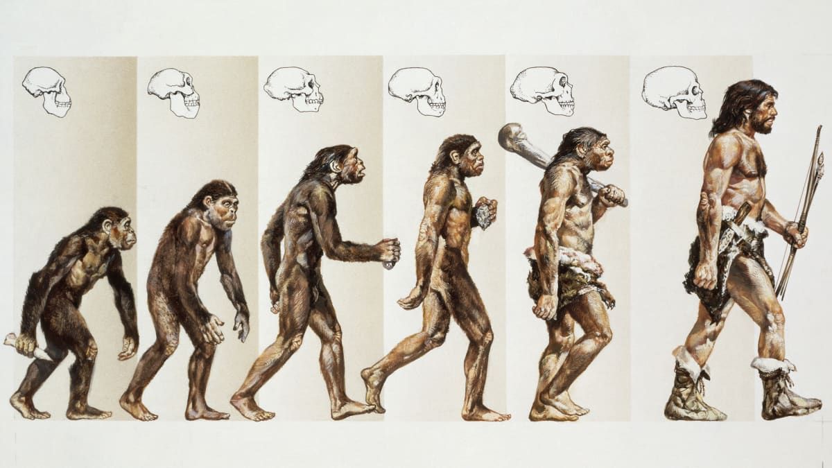 Sapiens Color Homo Sapiens Sapiens by Keaton Jasso - Infogram