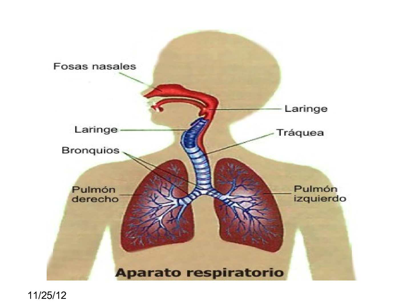 Anatomía de Los Pulmones | PDF, image size:1440x1080