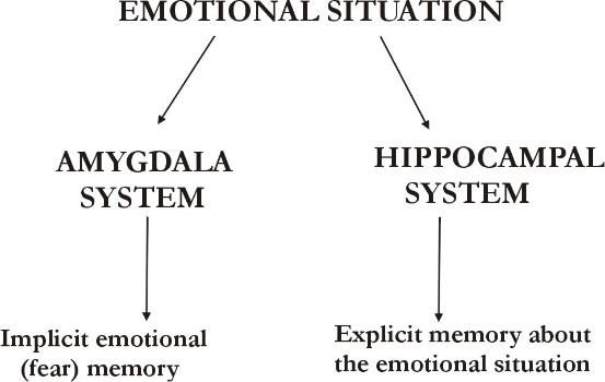 Amygdala Infographic by Stella Duffee - Infogram
