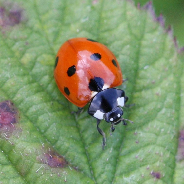 Coccinellidae Life Cycle by Heidi Blaine - Infogram