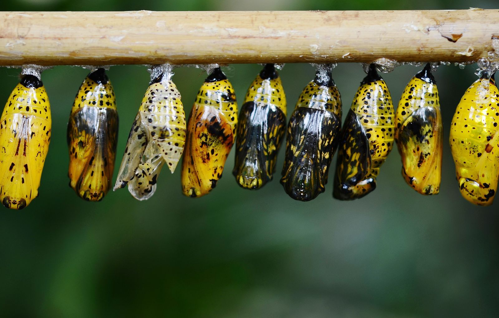 THE BUTTERFLY LIFE CYCLE by Chrysa-Aikaterini Papoulia - Infogram