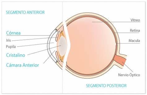 Anatomía sistema visual. by Emmanuel Jaime hernandez - Infogram