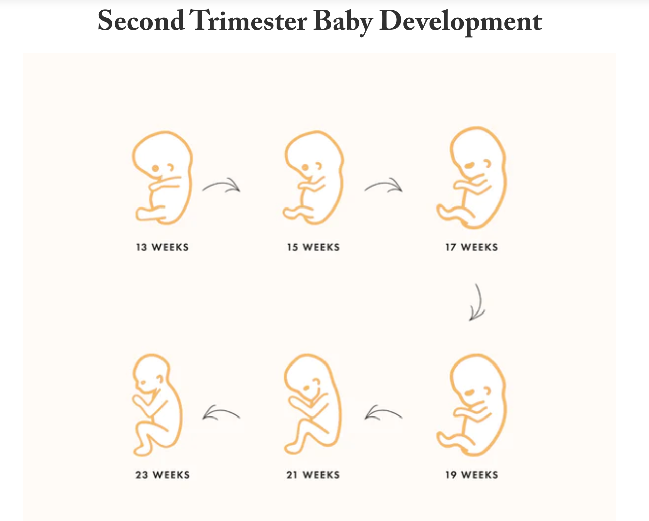 Copy: Development of the Fetus by Mary Fletcher - Infogram