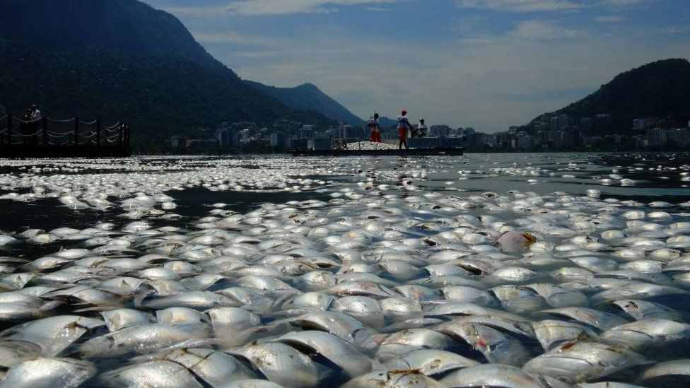 Overfishing Jack Infographic by Jack Hunt - Infogram