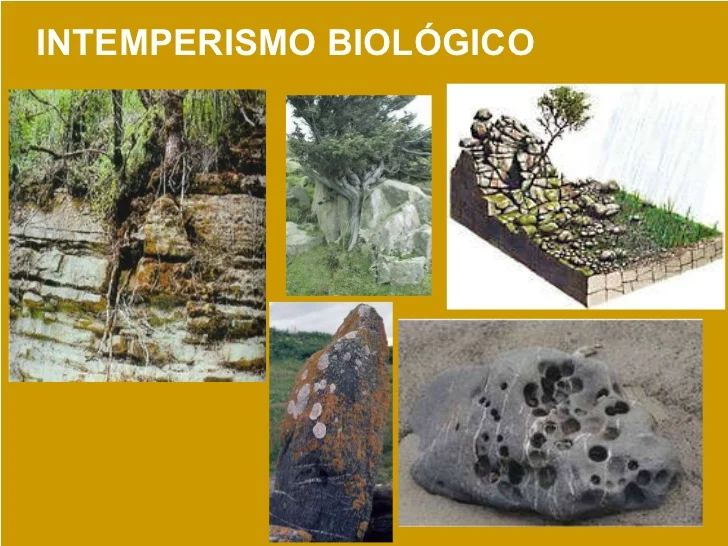 Intemperismo De Plantas