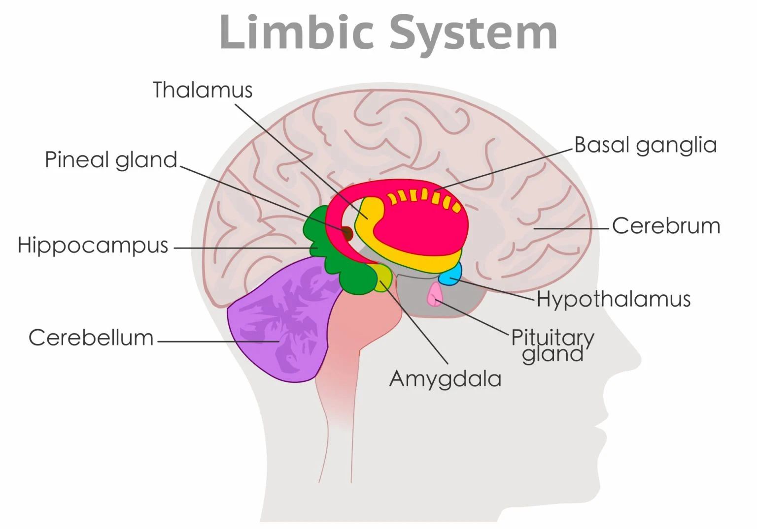 Biopsychology: Amygdala Infographic by Keyshla Vazquez Medina - Infogram