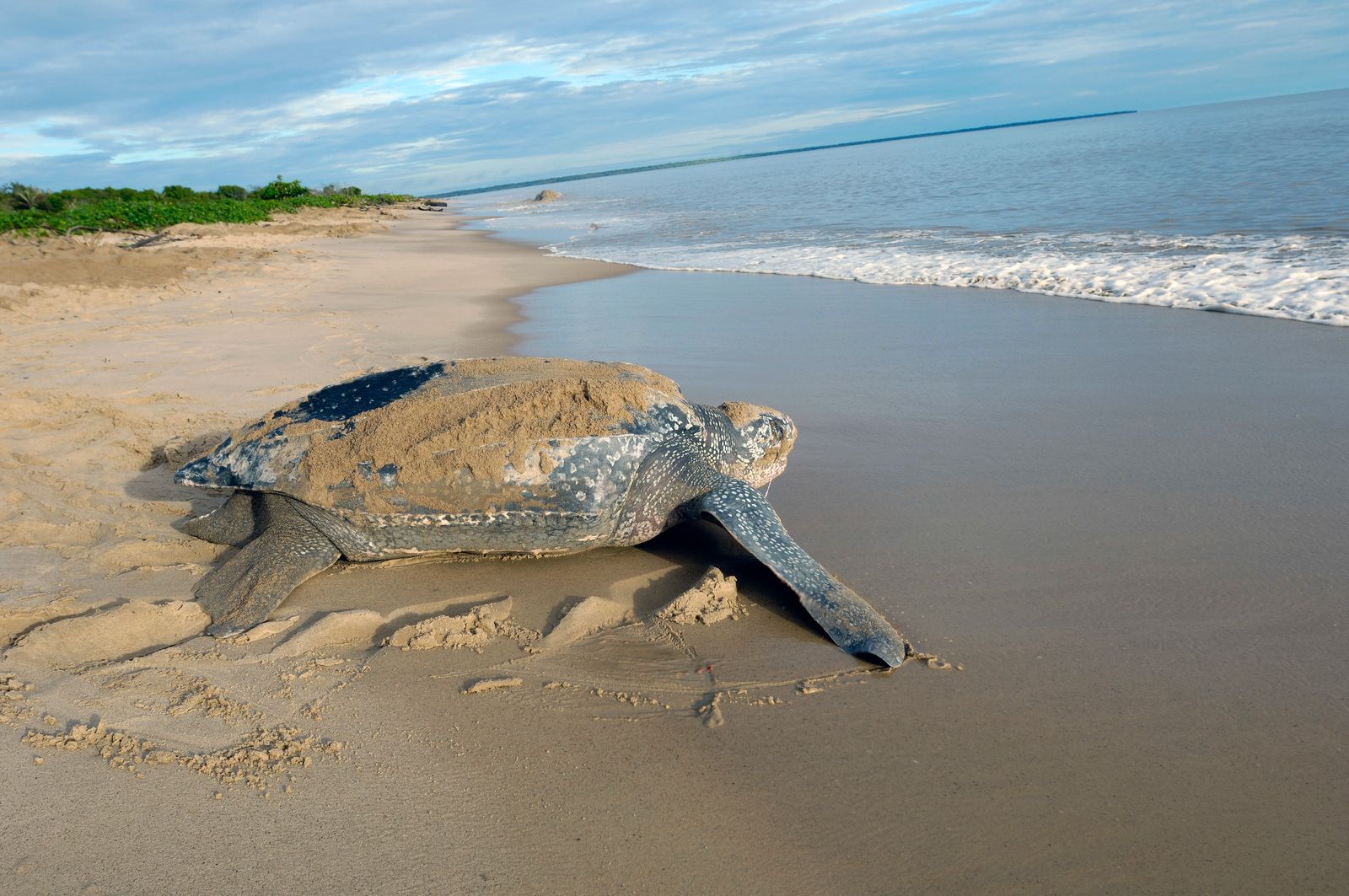 Epicw0rld The Leatherback Sea Turtle Which In Some Parts