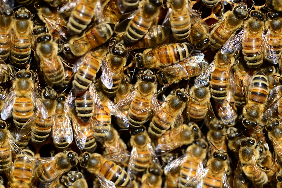 Bee Evolution by Alexis Geoffrion - Infogram