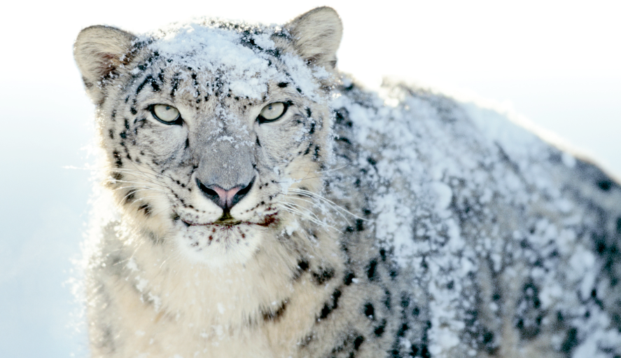 Snow leopard様おまとめ3点 Snow leopard☆様おまとめ3点