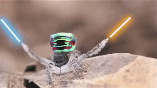Spider Shake Peacock Spider Gif Peacock Spider Dance Gif GIFs | Tenor