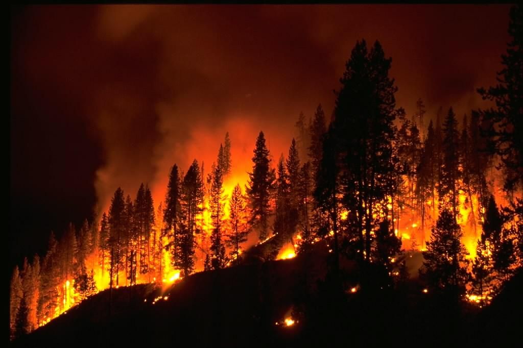 Wildfires Infographic (Geo 1 PSA) by Brendan Swing - Infogram