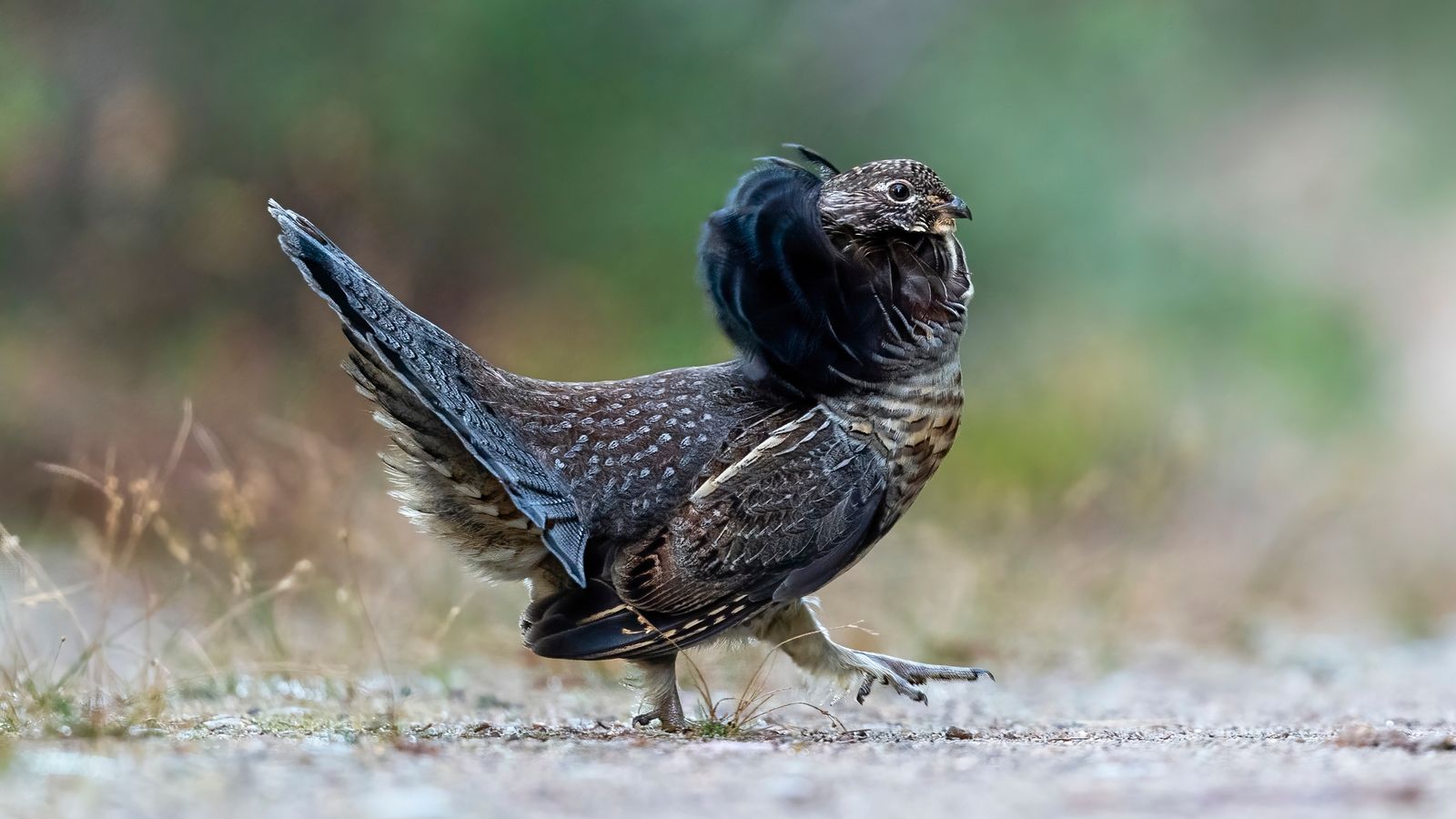 What is Pennsylvania'S State Bird