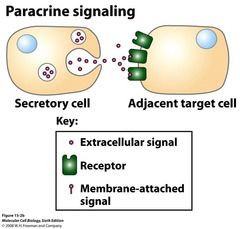 Paracrine signaling by Mark Lofthouse - Infogram