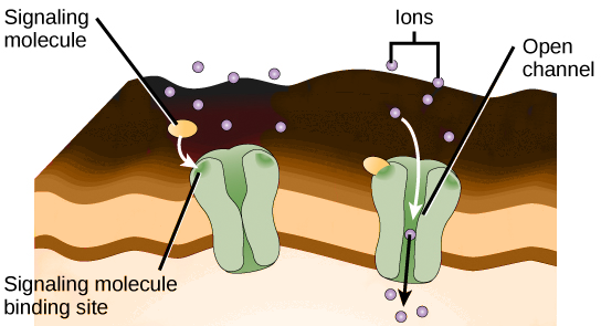 Paracrine signaling by Mark Lofthouse - Infogram