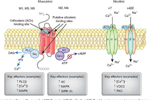 How Does Acetylcholine Help In Muscle Contraction