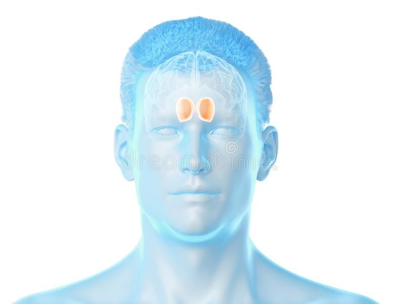 Amygdala Infographic by Tanner Woodfield - Infogram