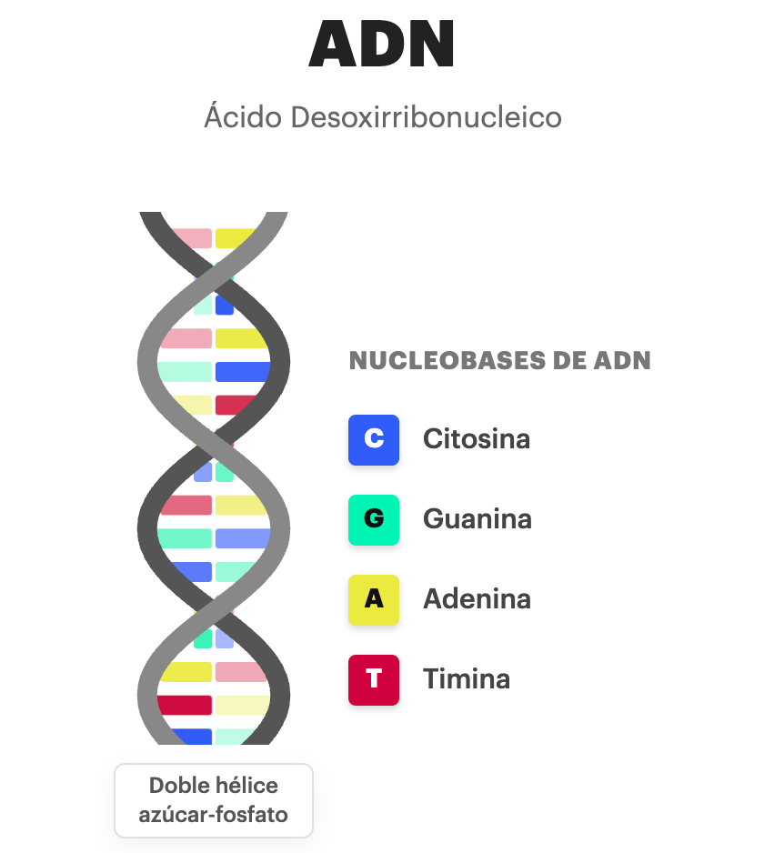 Infografía ADN
