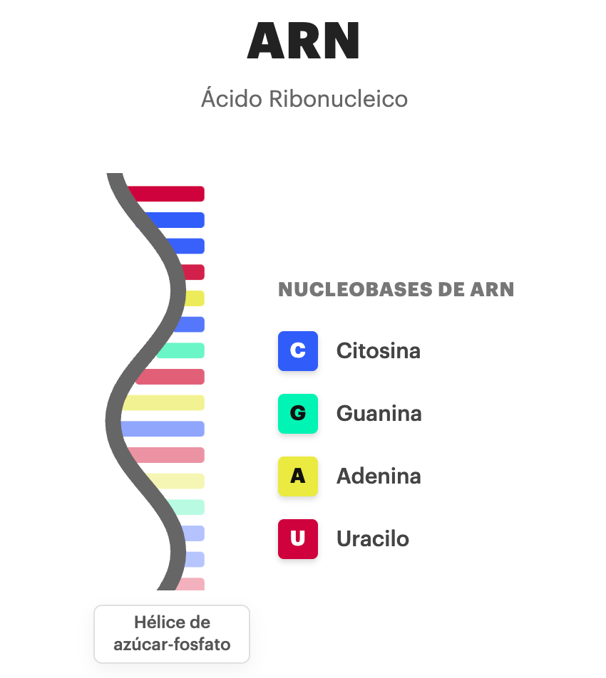 Infografía ARN