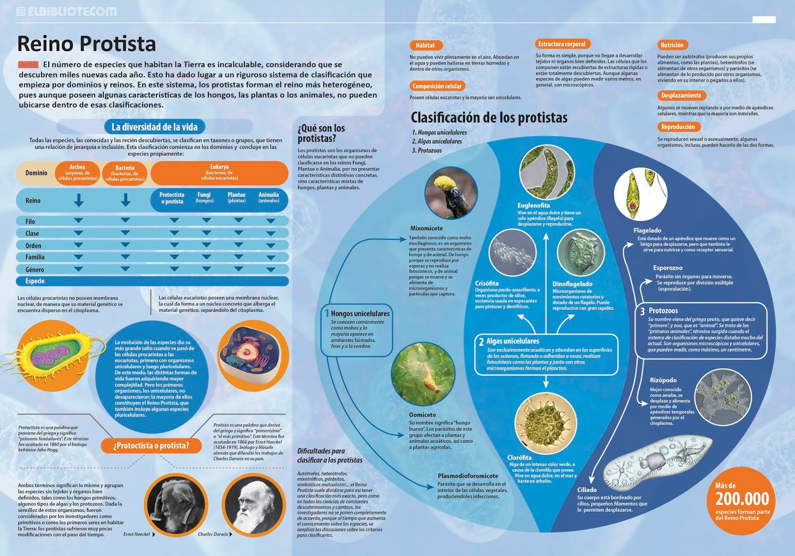 INFOGRAFÍA DEL REINO FUNGI Y PROTISTA by ULISES VELASQUEZ - Infogram