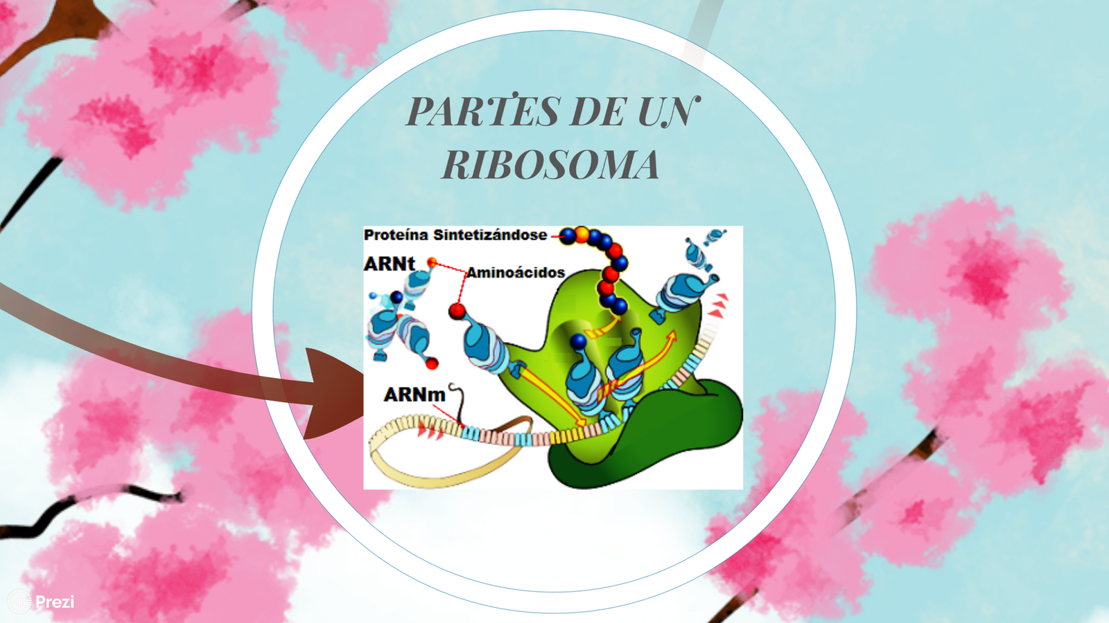 Ribosomas infografía by Cristina Escalante - Infogram