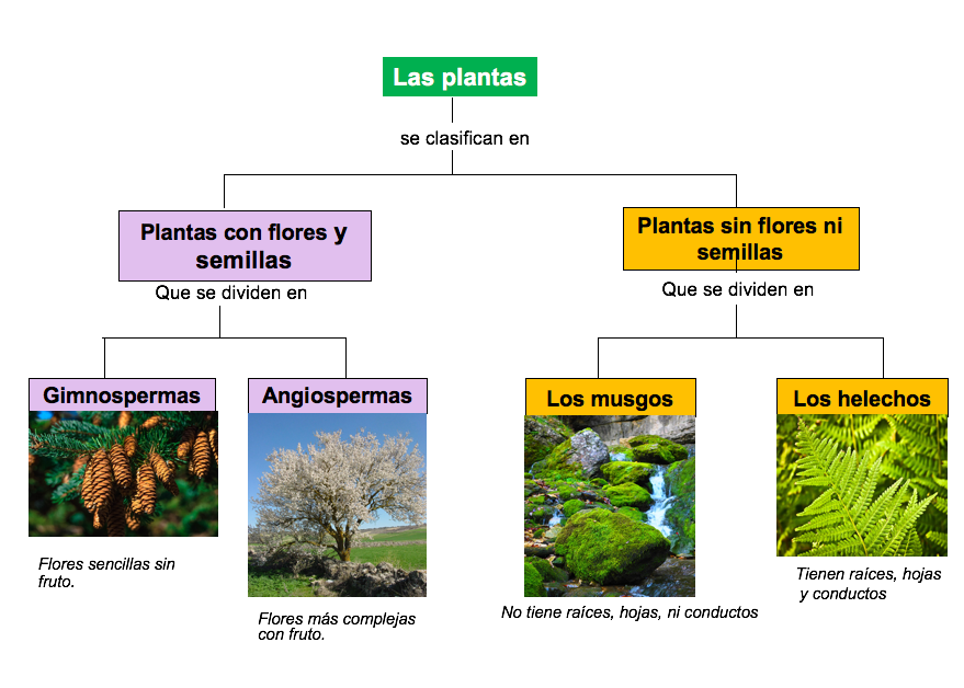 Planta Con Flor Y Sin Flor