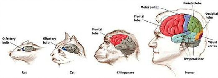 The Frontal Lobe by Jenny Marie - Infogram