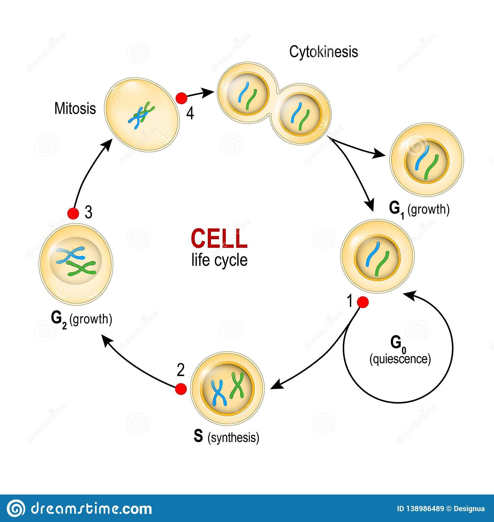 cell cycle by Jonathan Cruz - Infogram, image size:1600x1689