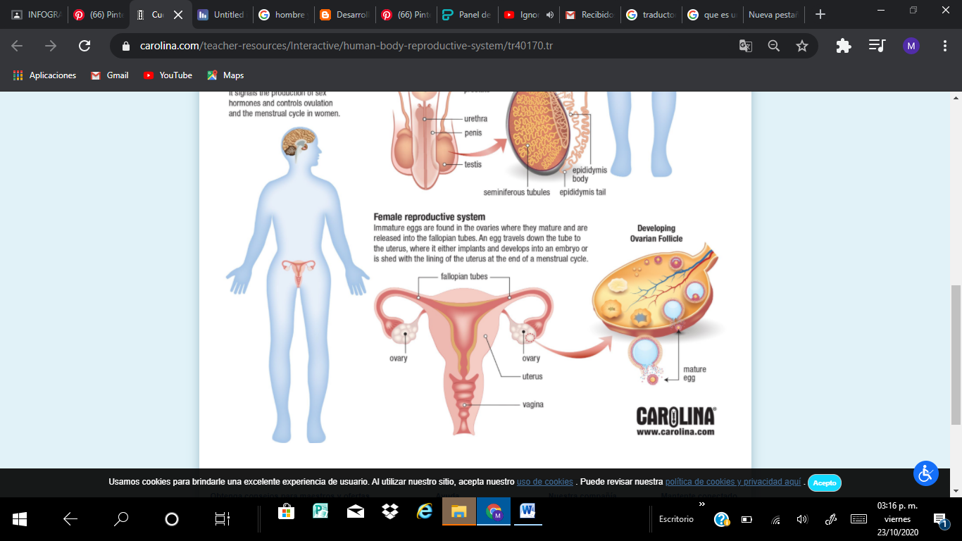 Infografía Digital by MARIA FERNANDA DIAZ PALACIOS - Infogram, image size:1366x768