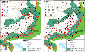 Amur Leopard Population Graph
