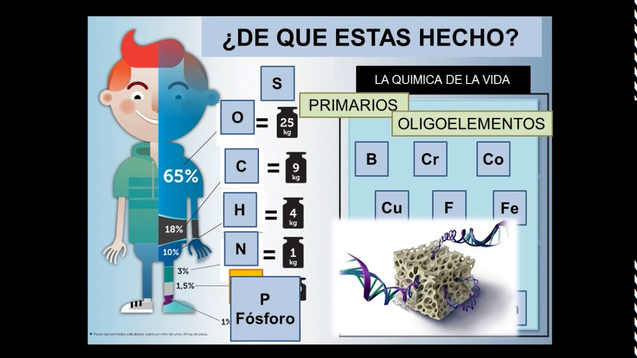 Bioelementos Y Biomoleculas 650x329