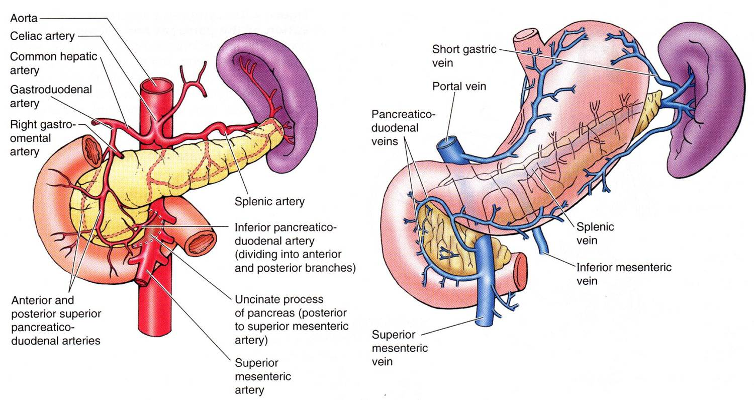 ANATOMIA DEL PANCREAS by KARINA SOLIS - Infogram